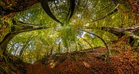 Buigende Bomen in Herfstsfeer