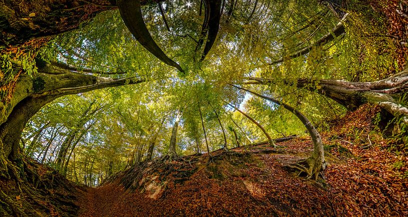 Cintrage d'arbres dans l'atmosphère de l'automne par Marcel van Kan