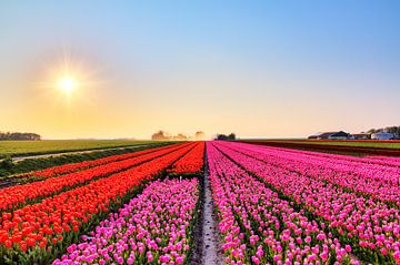 Rode en roze tulpen in een veld  by Dennis van de Water