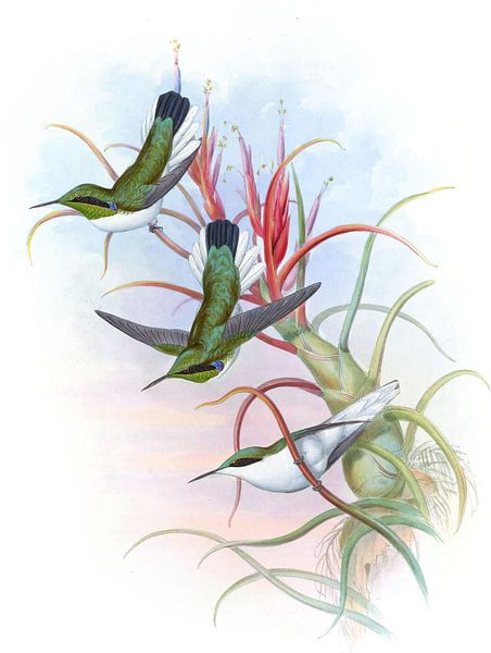 Fée à gorge verte, John Gould par Hummingbirds