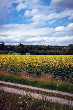 Sonnenblumenmeer von D.R.Fotografie