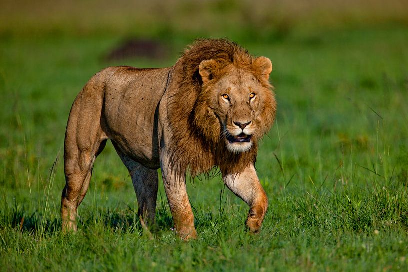 pacing lion by Peter Michel