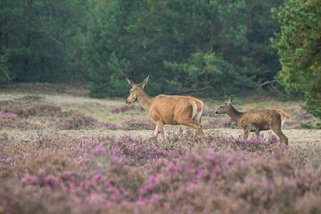 Hinde met jong in heide (edelherten)  van Sjoerd de Hoop