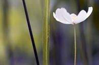 Witte bloem 2 van Esther van Lottum-Heringa thumbnail