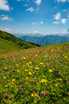 Blumige Aussicht auf die Allgäuer Alpen vom Fellhorn