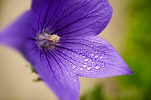 Purple Balloon Flowers With Raindrops 0628