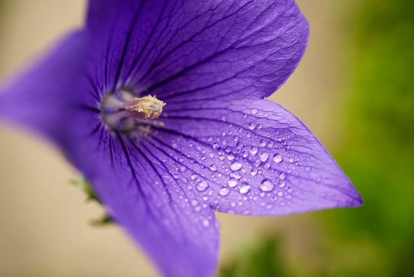 Purple Balloon Flowers With Raindrops 0628 by Iris Holzer Richardson