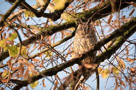Waldohreule (Asio otus) im Herbst von Moetwil en van Dijk - Fotografie