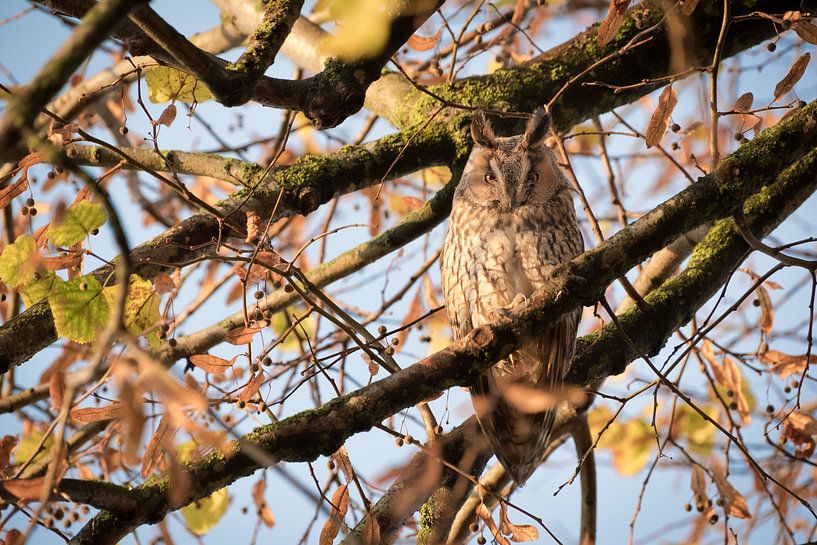Long-eared owl (Asio otus) in autumn by Moetwil en van Dijk - Fotografie