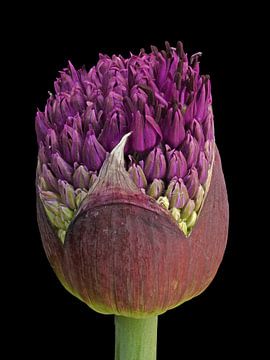 Bloemknop van Allium aflatunense van Bartel van den Berg