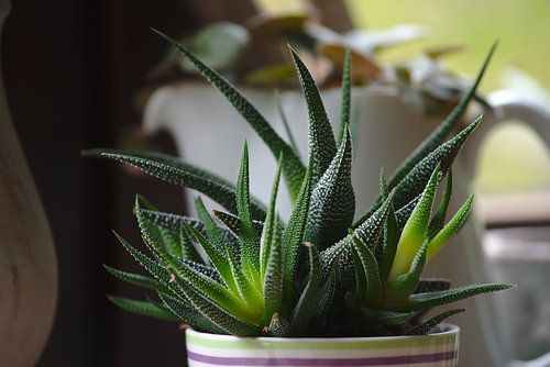 Nahaufnahme Sukkulente im Vordergrund