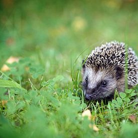 Schattige egel baby in het groene gras, het moet veel groeien unti van Maren Winter