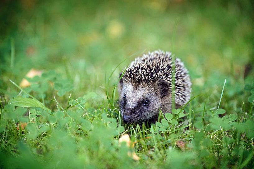 Cute hedgehog baby in the green grass, it has to grow a lot unti by Maren Winter