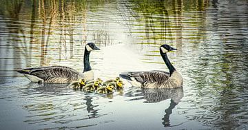 De familie gans, meervoudige belichting