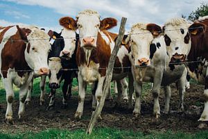 Les filles - Troupeau de vaches sur Patrycja Polechonska