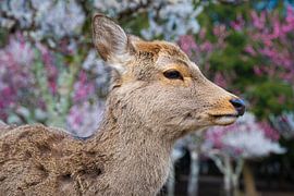 Deer in Bloom - Nara Park Japan by Matthias Hauser