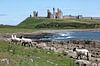 Schapen bij Dunstanburgh Castle in Northumberland van Michelle Peeters thumbnail