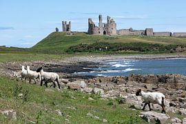 Sheep at Dunstanburgh Castle in Northumberland by Michelle Peeters