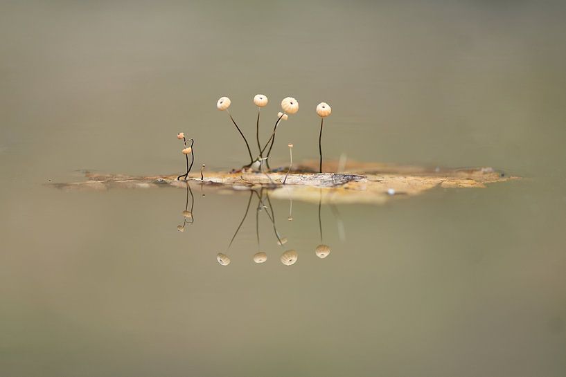 Floating in mirror image by A. Bles