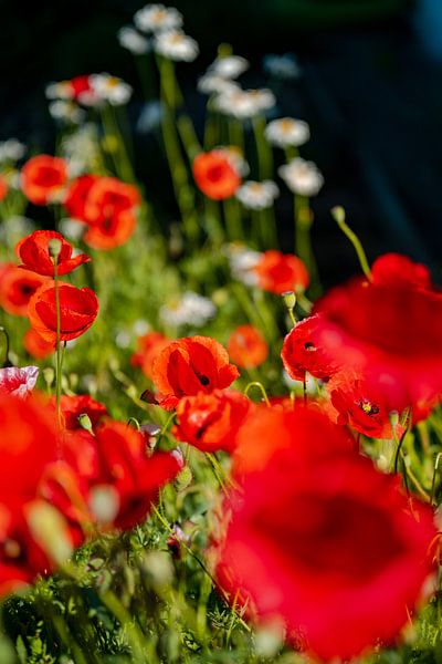 Papaver weide van Leo Schindzielorz