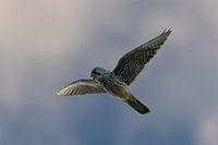 Turmfalke (Puppe) betend auf der Jagd nach Mäusen