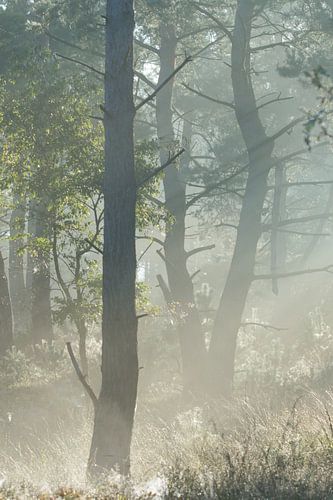 Sunrise in the forest with fog