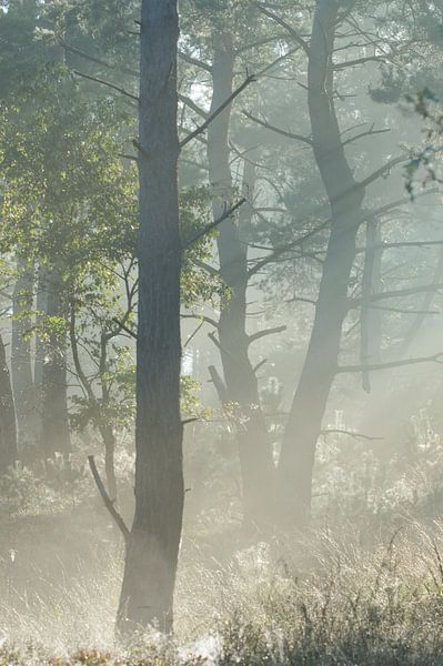 Sunrise in the forest with fog by J Y
