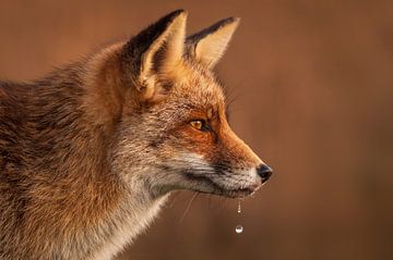 Dripping fox... sur Hermen van Laar