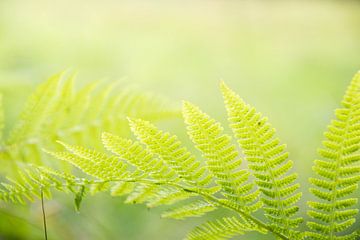 Natuur blad, groen van Lisanne Koopmans