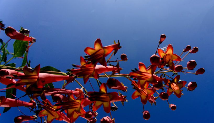 glockenblumen von joyce kool