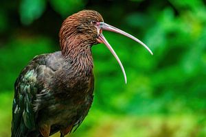 Puna-Ibis - Plegadis ridgwayi