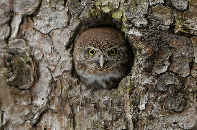 Owls, Dwarf owl by Paul van Gaalen, natuurfotograaf