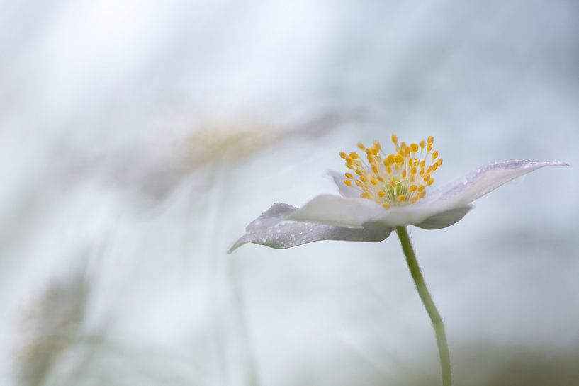 anemonen van Ria Bloemendaal
