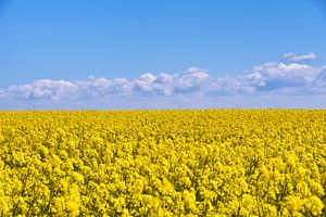 rapeseed field by Claudia Moeckel