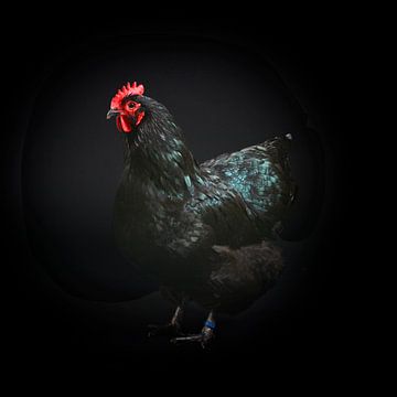 Zwarte kip foto op zwarte achtergrond van Florence Schmit