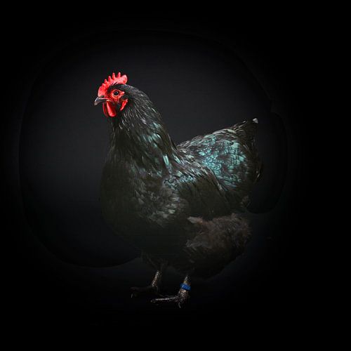 Black chicken photo on black background