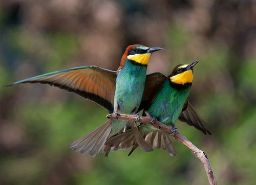 Bee-eater