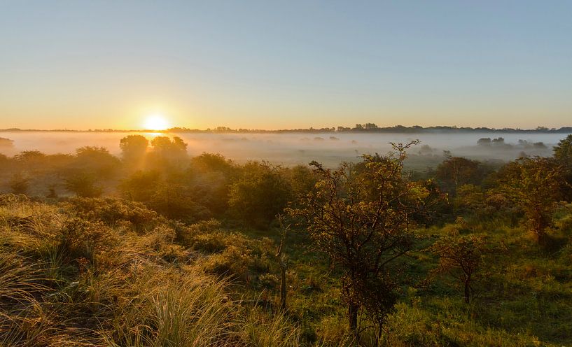 mistige zonsopkomst Amsterdamse Waterleidingduinen van Remco Van Daalen