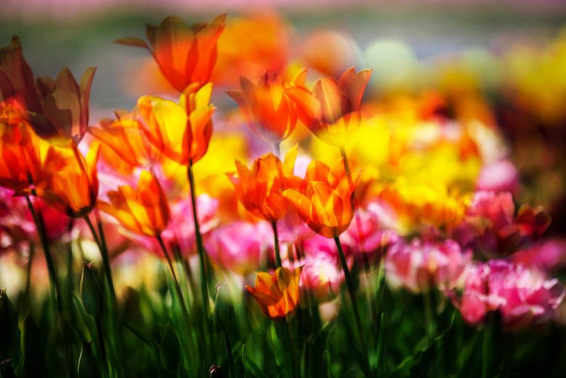 Flower bulb fields by Henk Leijen
