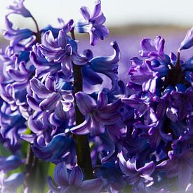 Verträumte blaue Pracht - die Hyazinthe von Karin van Es