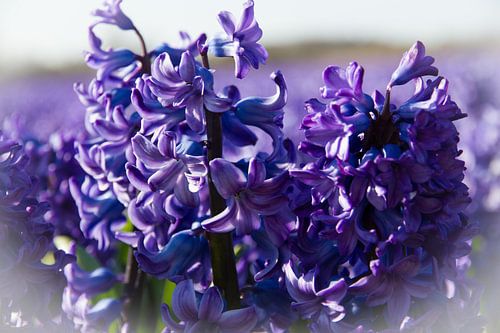 Dromerige Blauwe Pracht- de Hyacint
