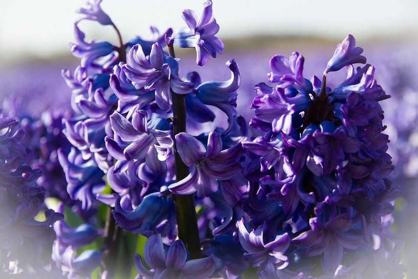 Dreamy Blue Splendour- the Hyacinth by Karin van Es