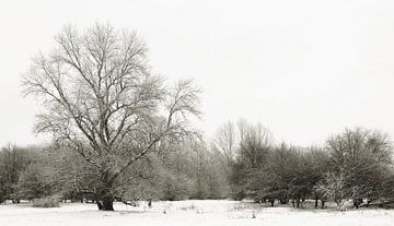 Zwart-witfoto van een winterlandschap in het Wiesenpark bij Magdeburg
