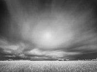 Grain field in infrared.