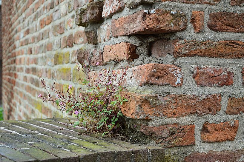 Details der alten Stadtmauer von Frank's Awesome Travels