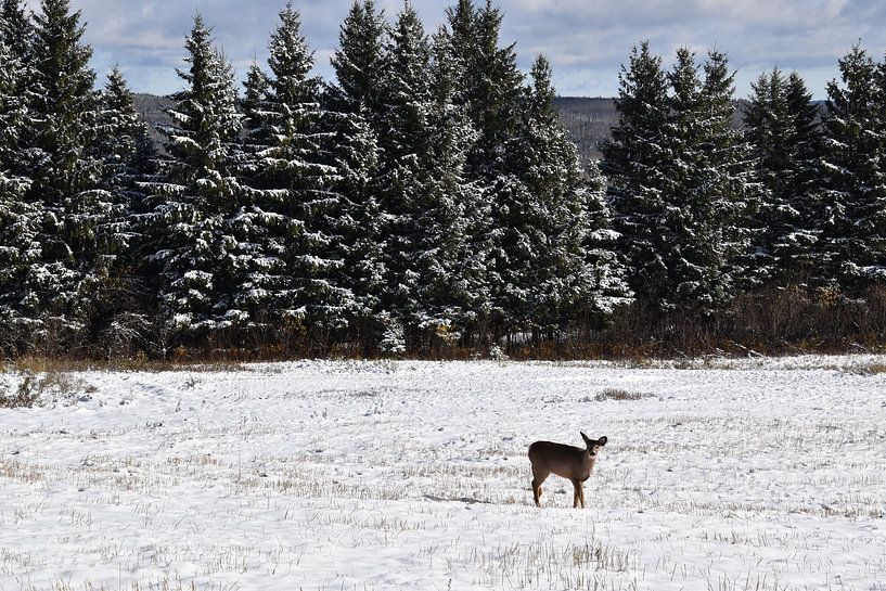 A fawn in an area by Claude Laprise