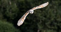 Barn owl in flight by Menno Selles thumbnail