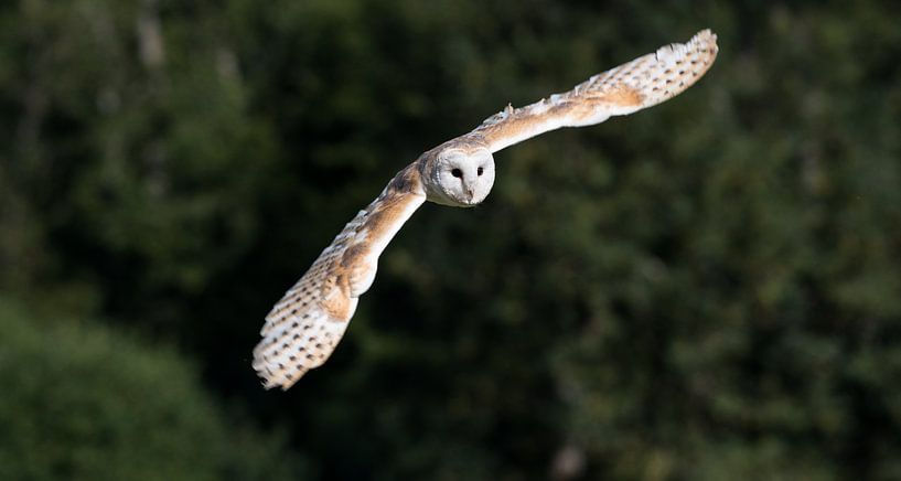 Barn owl in flight by Menno Selles