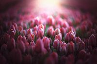 pink tulips in the morning sun