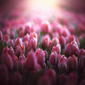 rosa Tulpen in der Morgensonne von Marijke Groos